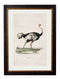 Ostrich Print - Referenced From an 1846 IllustrationVintage Frog T/APictures & Prints