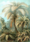 Palm Tree Poster Illustration by Ernst Haeckel Print On Canvas, Wall Hanging Decor PictureVintage FrogPictures & Prints