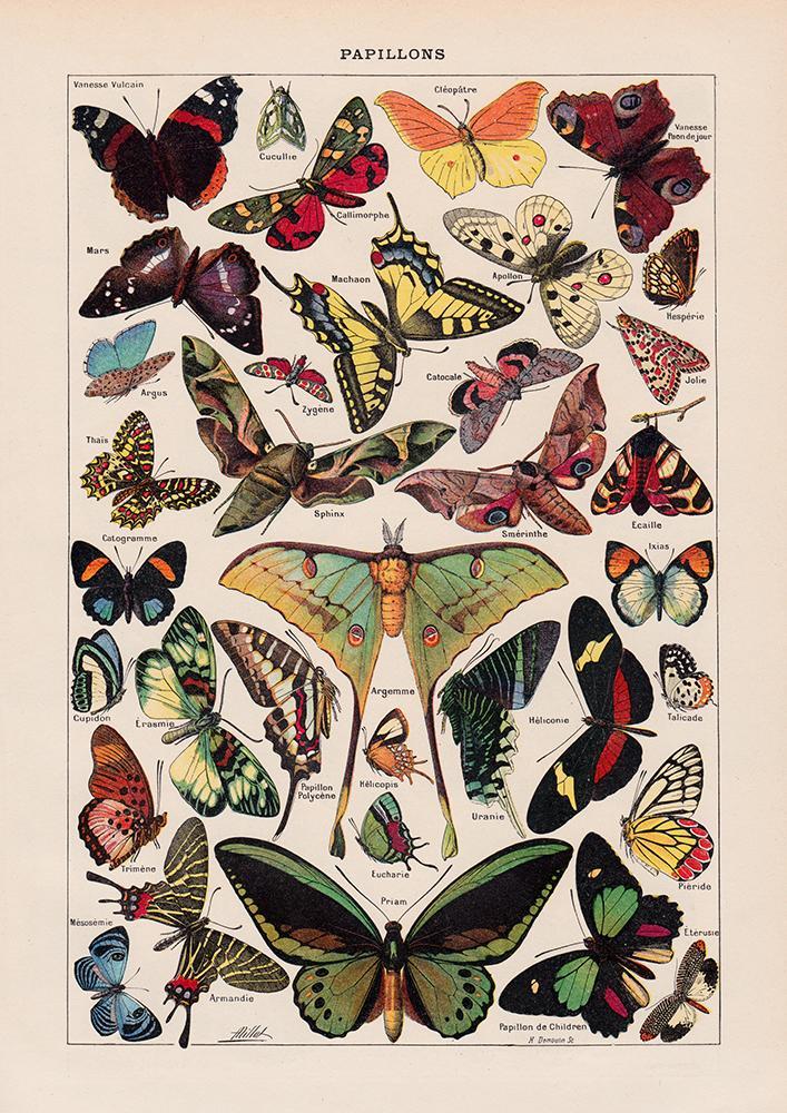 Papillons Chart Larousse, Butterfly Illustration Print On Canvas, Wall Hanging Decor Picture.Vintage FrogPictures & Prints