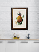 Pineapple Plant Print - Referenced From A French Print From The 1800sVintage Frog T/APictures & Prints