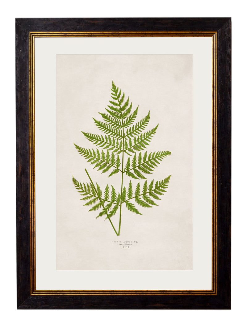 Framed British Fern Prints - Referenced From Botanical 1800s Illustrations