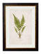 Framed British Fern Prints - Referenced From Botanical 1800s Illustrations