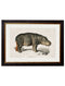 Rhino & Hippo - Referenced From 1846 IllustrationsVintage Frog T/APictures & Prints
