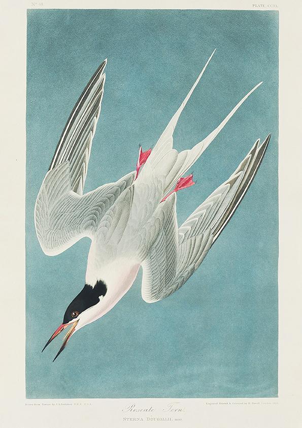 Roseate Tern Seagull from Birds of America Poster Illustration Print On Canvas, Wall Hanging Decor Picture.Vintage FrogPictures & Prints