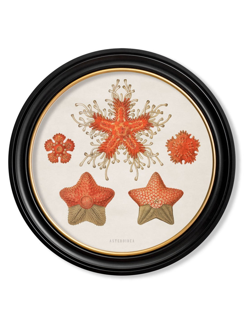 Round Frame Haeckel Sea-life Prints - Referenced From Starfish and Jellyfish by Ernst HaeckelVintage Frog T/APictures & Prints