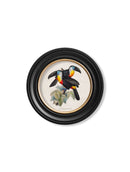 Round Frame Toucan Prints - Referenced From Beautiful Hand Coloured 1800s PrintsVintage Frog T/APictures & Prints