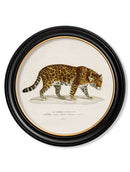 Round Framed 1836 Jaguar Print - Referenced from an 1800s Hand-Coloured PrintVintage FrogPictures & Prints