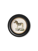 Round Framed 1836 Zebra Print - Referenced from an 1800s Hand-Coloured PrintVintage FrogPictures & Prints