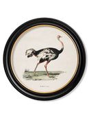 Round Framed 1846 Ostrich Print - Referenced from an 1800s Hand-Coloured PrintVintage Frog T/APictures & Prints