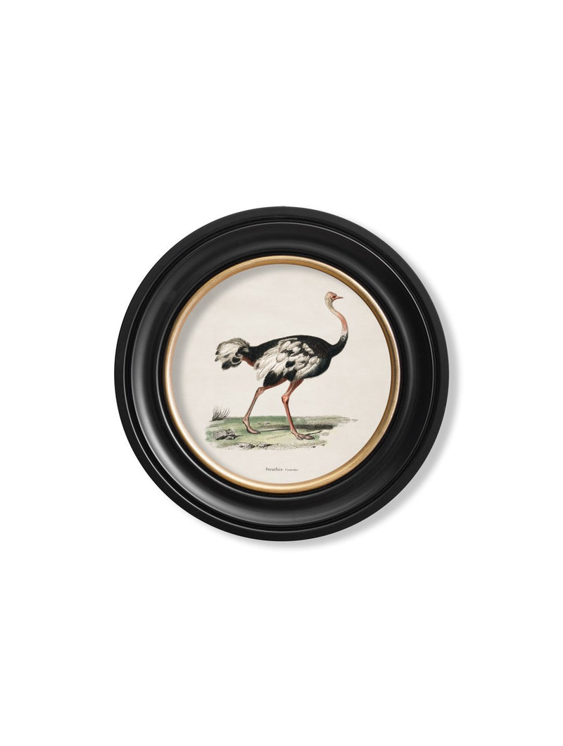 Round Framed 1846 Ostrich Print - Referenced from an 1800s Hand-Coloured PrintVintage Frog T/APictures & Prints