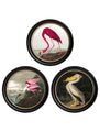 Round Framed Audubon's Birds of America Prints - Referenced From 1838 Hand Coloured Aubudon PrintsVintage Frog T/APictures & Prints