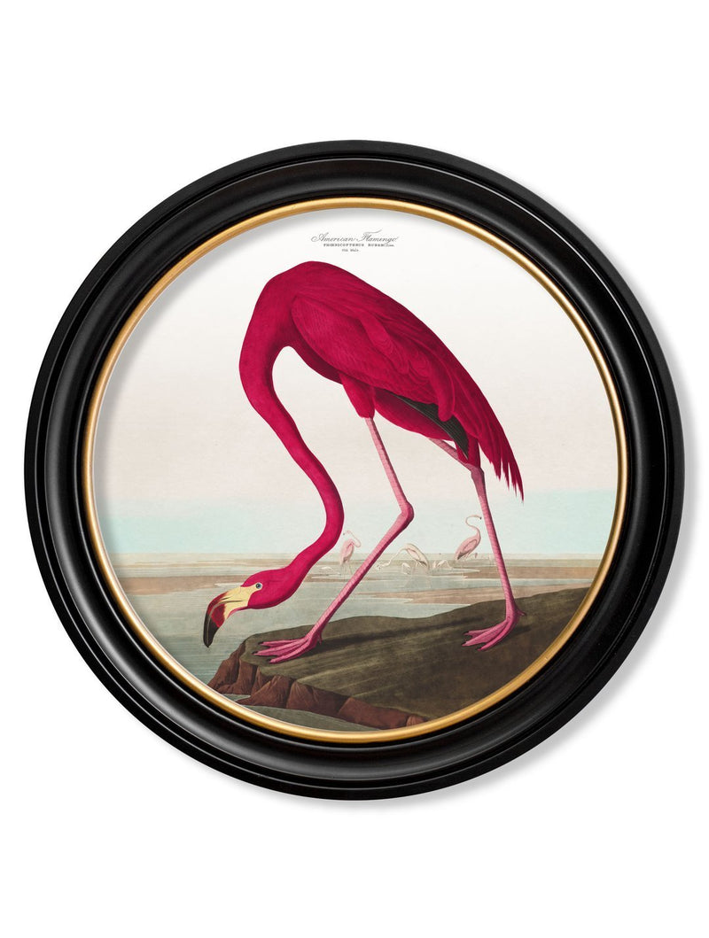 Round Framed Audubon's Birds of America Prints - Referenced From 1838 Hand Coloured Aubudon PrintsVintage Frog T/APictures & Prints