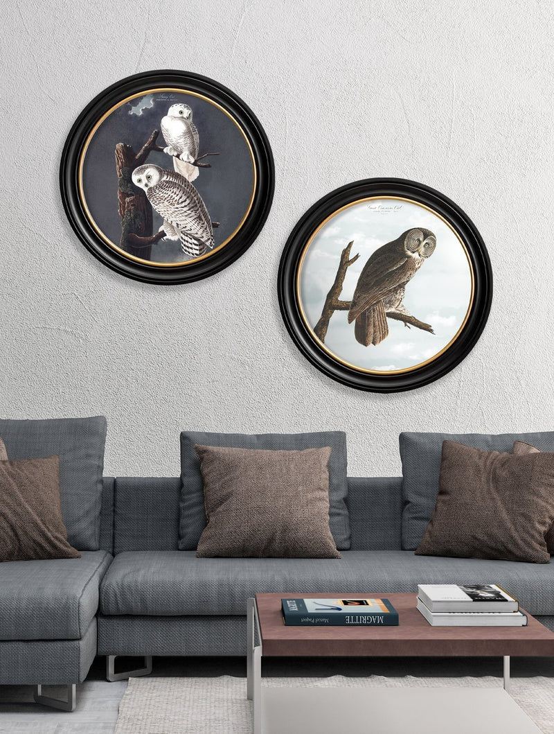 Round Framed Audubon's Owl Prints - Referenced From 1838 Hand Coloured Aubudon PrintVintage Frog T/APictures & Prints