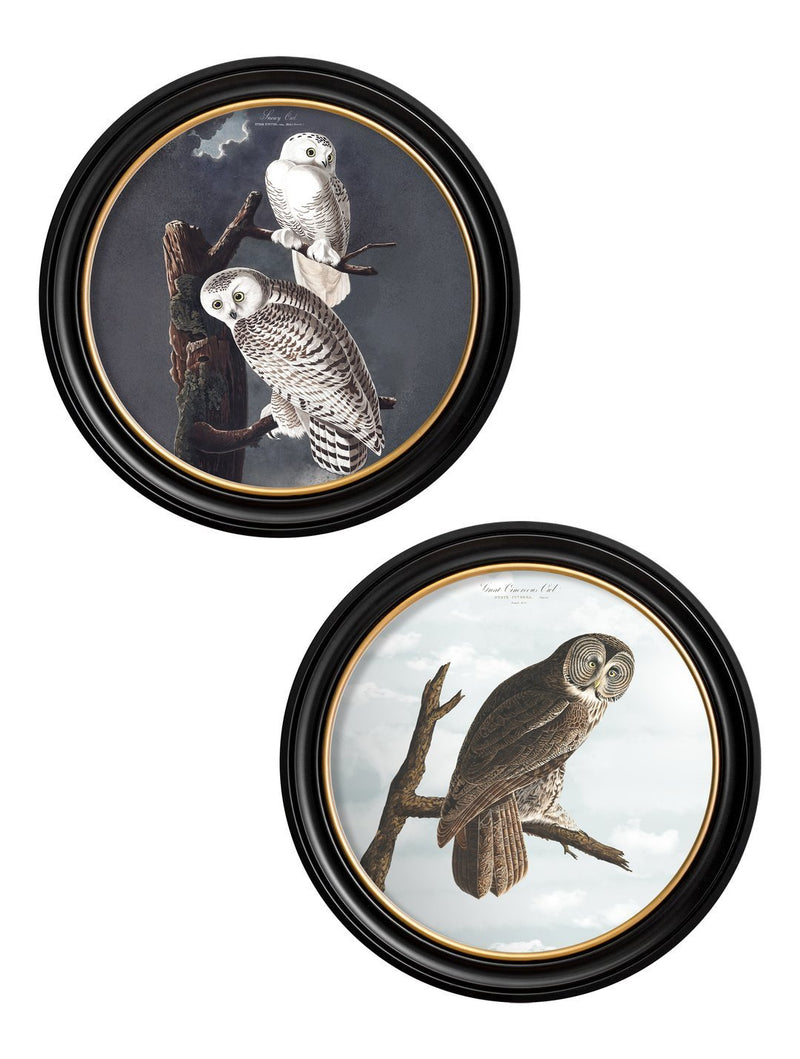 Round Framed Audubon's Owl Prints - Referenced From 1838 Hand Coloured Aubudon PrintVintage Frog T/APictures & Prints