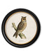 Round Framed British Owl Prints - Referenced From 1870s British Natural History IllustrationsVintage Frog T/APictures & Prints