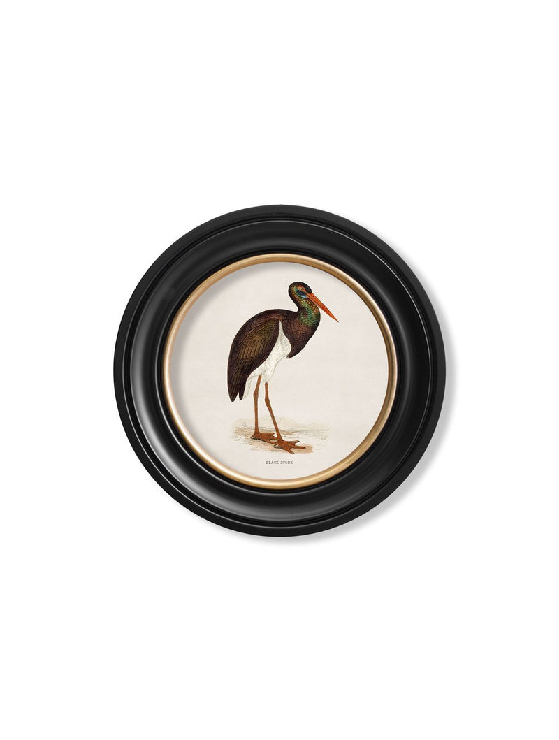 Round Framed British Wading Bird Prints - Referenced From 1800s British Natural History IllustrationsVintage Frog T/APictures & Prints