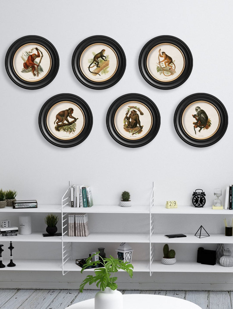 Round Framed Collection of Primates Prints - Referenced From 1910 IllustrationsVintage Frog T/APictures & Prints