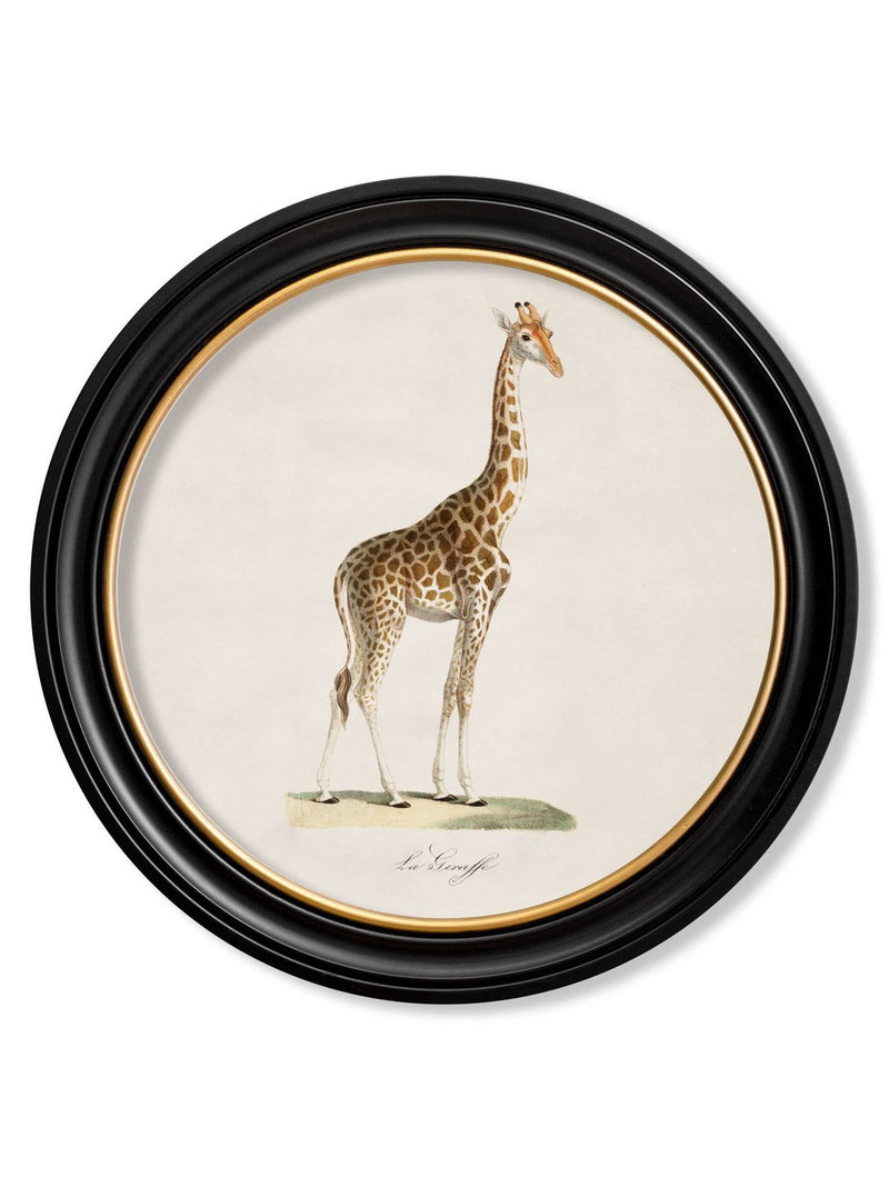 Round Framed Giraffe Print - Referenced from an 1800s French IllustrationVintage FrogPictures & Prints