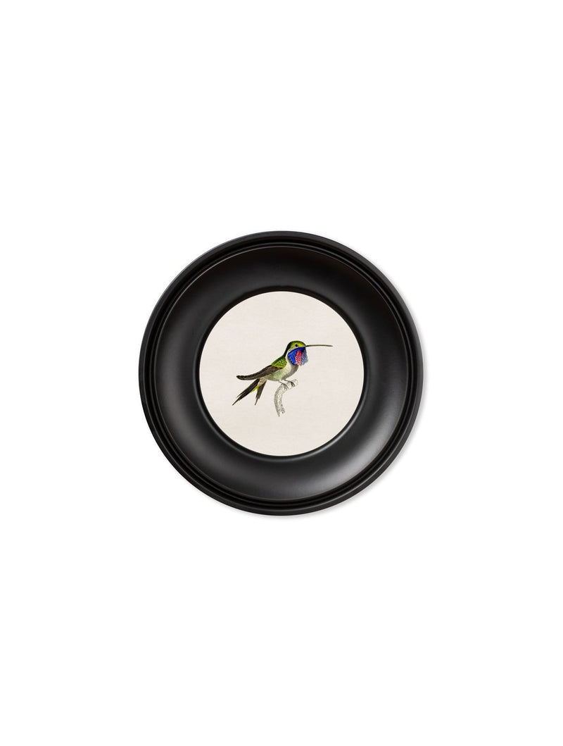 Round Framed Hummingbirds Prints - Referenced From The Work Of Sir William JardineVintage Frog T/APictures & Prints