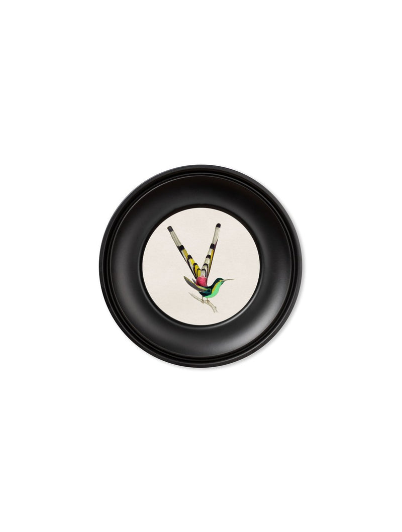 Round Framed Hummingbirds Prints - Referenced From The Work Of Sir William JardineVintage Frog T/APictures & Prints