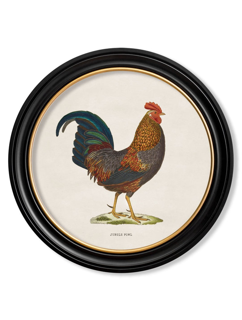 Round Framed Jungle Fowl Chicken Prints - Referenced From 1800s British Natural History IllustrationsVintage Frog T/APictures & Prints