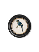 Round Framed Macaw Prints - Referenced From Illustrations of WT Greene From The Early 1800sVintage Frog T/APictures & Prints