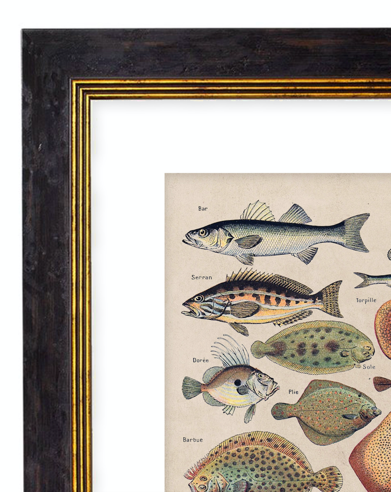Sea Creatures, Classic Vintage Fish Illustrated Chart by Adolphe Millot - 1900s Artwork Print. Framed Wall Art PictureVintage Frog T/APictures & Prints