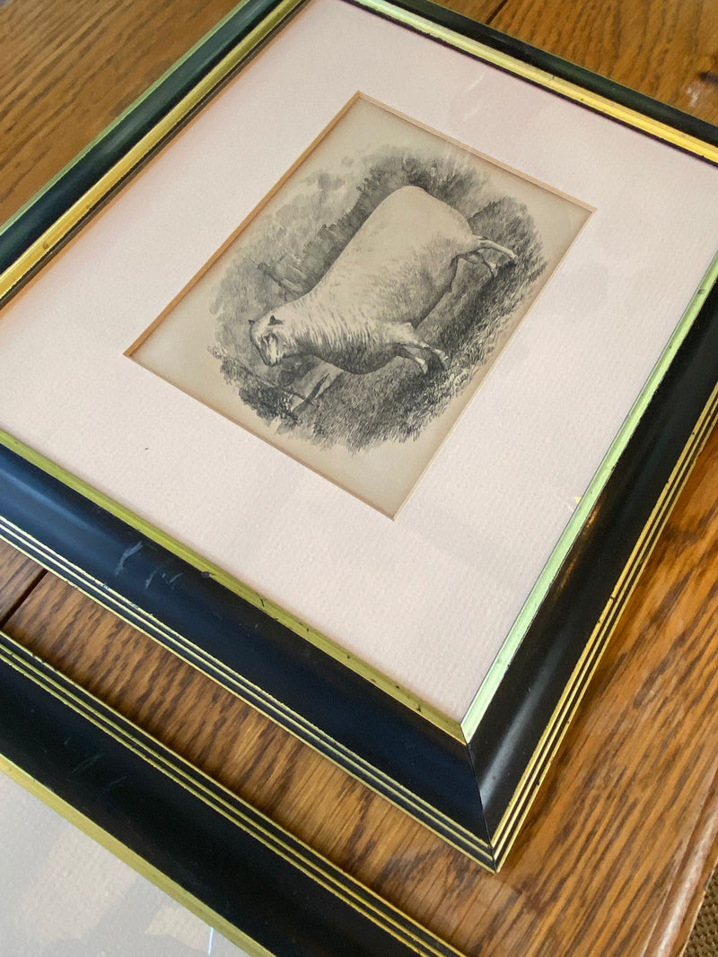 Set of Three Etching Pictures Depicting Sheep Mounted & Framed in Black & GoldVintage FrogFurniture