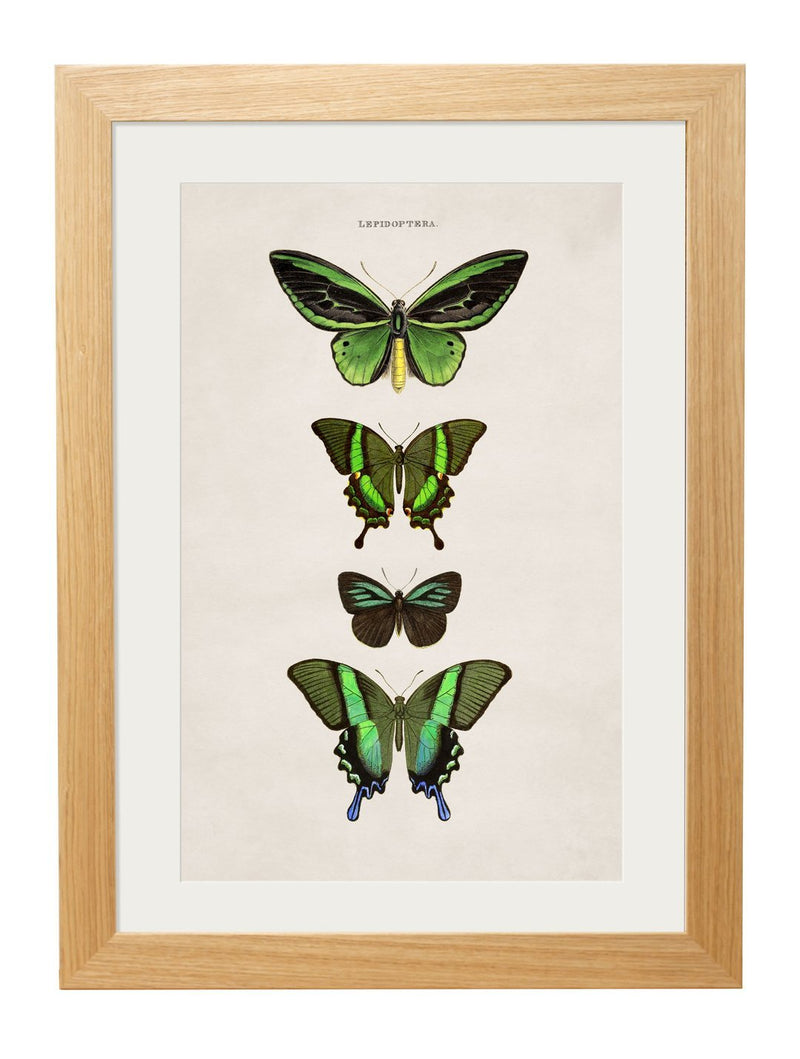 Set of Tropical Butterfly Prints - Referenced From Illustrations of The Early 1800s EntomologistsVintage Frog T/APictures & Prints