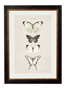 Set of Tropical Butterfly Prints - Referenced From Illustrations of The Early 1800s EntomologistsVintage Frog T/APictures & Prints