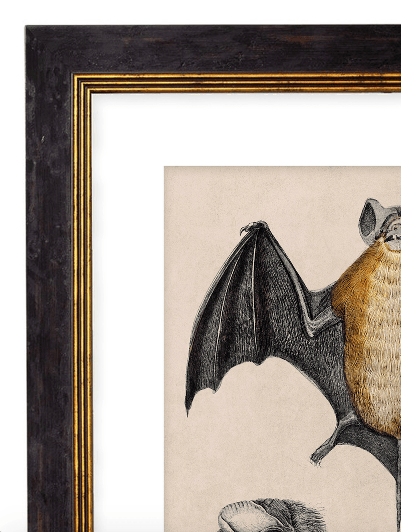 Study of a Bat, Print of Vintage Illustrated Bat- 1900s Artwork Print. Framed Wall Art PictureVintage Frog T/APictures & Prints