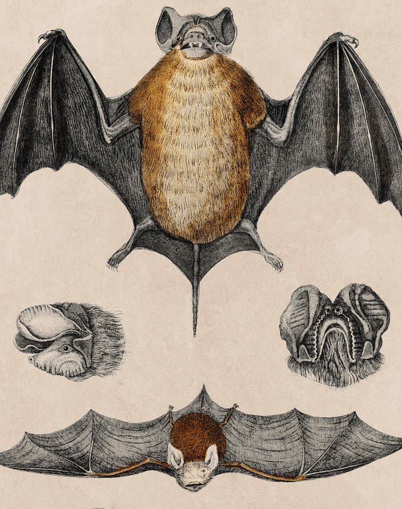 Study of a Bat, Print of Vintage Illustrated Bat- 1900s Artwork Print. Framed Wall Art PictureVintage Frog T/APictures & Prints