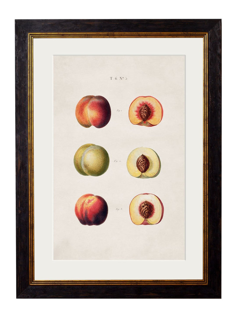 Study Of British Fruit Prints - Referenced From Beautiful Hand Coloured French Prints Circa 1819Vintage Frog T/APictures & Prints