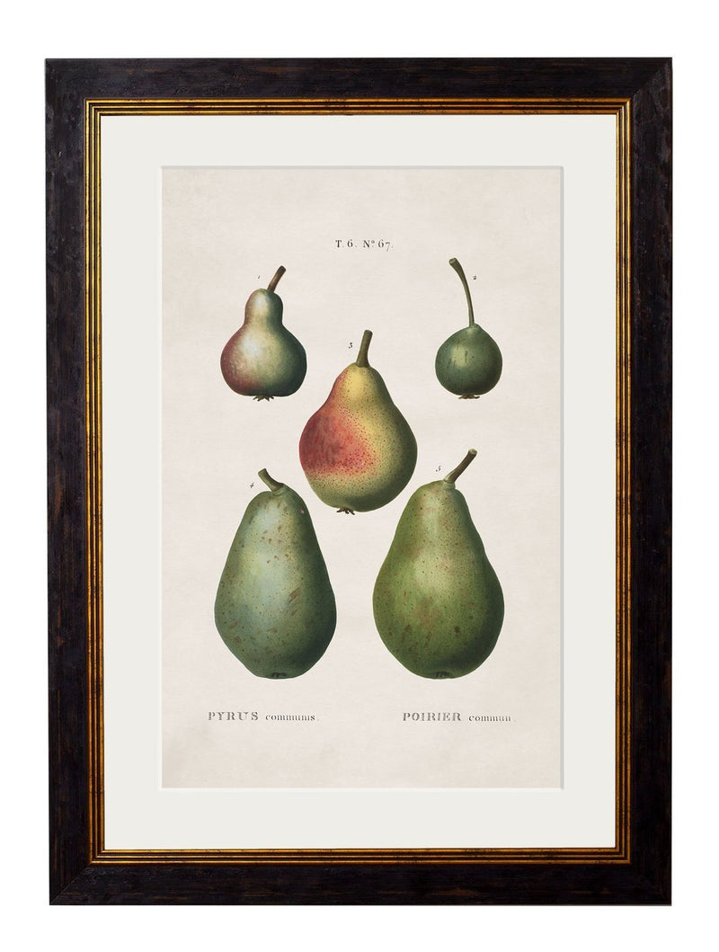 Study Of British Fruit Prints - Referenced From Beautiful Hand Coloured French Prints Circa 1819Vintage Frog T/APictures & Prints