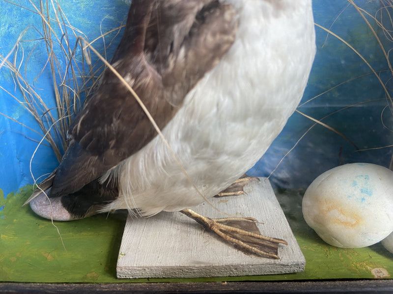 Taxidermy- Victorian Cased Seabird with PebblesVintage Frog