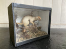 Taxidermy- Victorian Cased WeaselVintage Frog