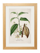 Tea, Coffee & Chocolate Plant Prints - Referenced From Beautiful Hand Coloured Prints From The 1800sVintage Frog T/APictures & Prints