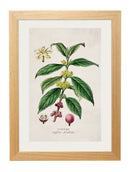Tea, Coffee & Chocolate Plant Prints - Referenced From Beautiful Hand Coloured Prints From The 1800sVintage Frog T/APictures & Prints