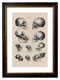 The Human & Monkey Skull Evolution - Antique Drawing Artwork Print. Framed Wall Art PictureVintage Frog T/APictures & Prints