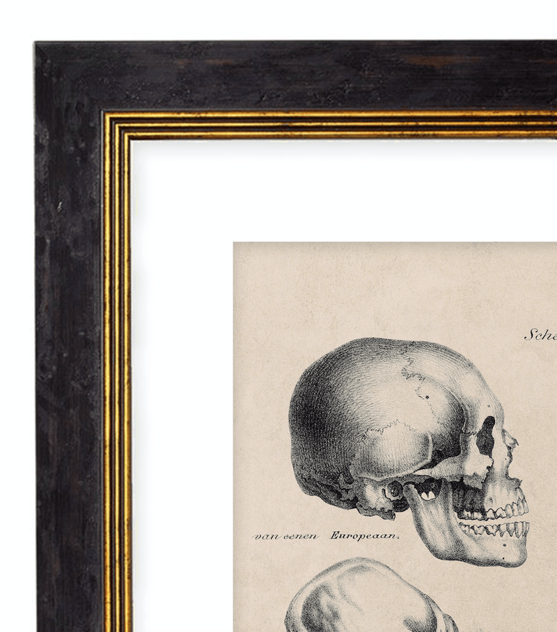 The Human & Monkey Skull Evolution - Antique Drawing Artwork Print. Framed Wall Art PictureVintage Frog T/APictures & Prints