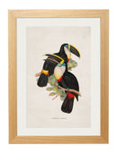 Toucan Prints - Referenced From Beautiful Hand Coloured 1800s PrintsVintage Frog T/APictures & Prints