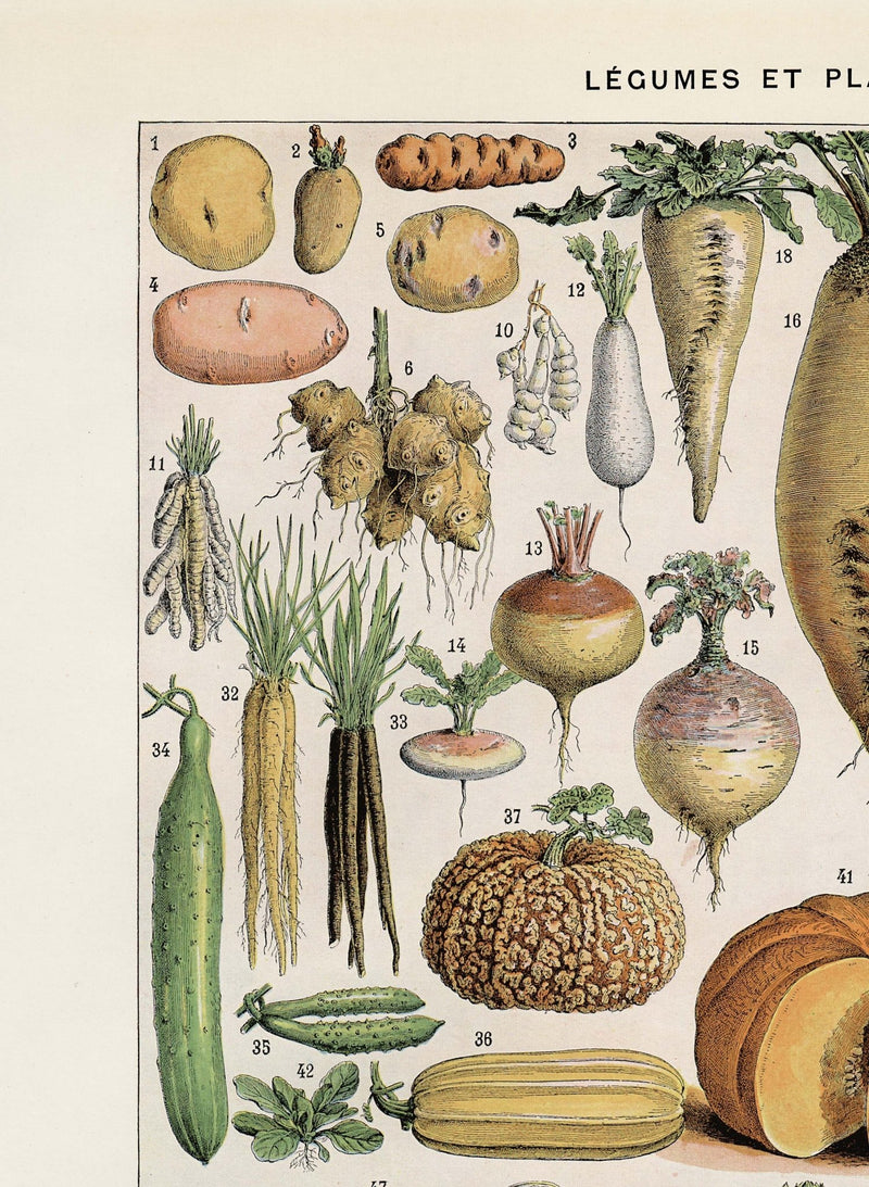 Vegetable Collection Chart Illustration Print On Canvas, Kitchen Wall Hanging Decor PictureVintage FrogPictures & Prints