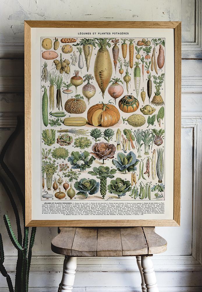 Vegetable Collection Chart Illustration Print On Canvas, Kitchen Wall Hanging Decor PictureVintage FrogPictures & Prints