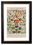 Vegetables, Classic Vintage Vegetable Illustrated Chart by Adolphe Millot - 1900s Artwork Print. Framed Wall Art PictureVintage Frog T/APictures & Prints