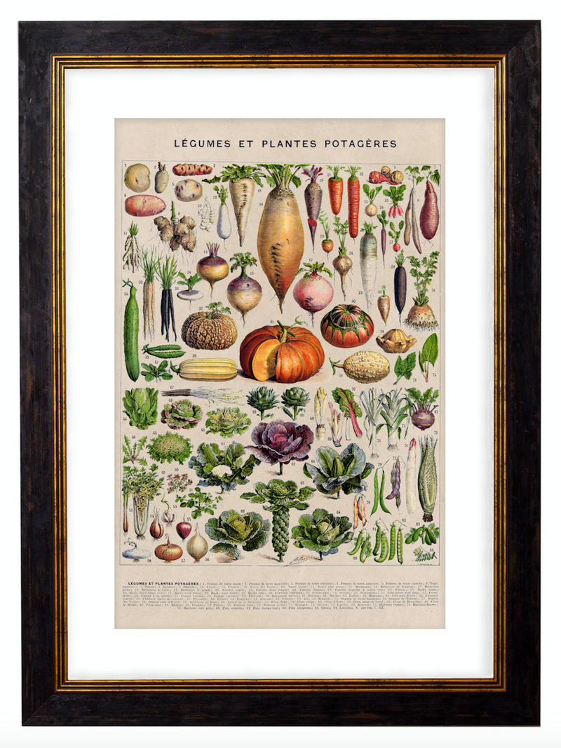 Vegetables, Classic Vintage Vegetable Illustrated Chart by Adolphe Millot - 1900s Artwork Print. Framed Wall Art PictureVintage Frog T/APictures & Prints