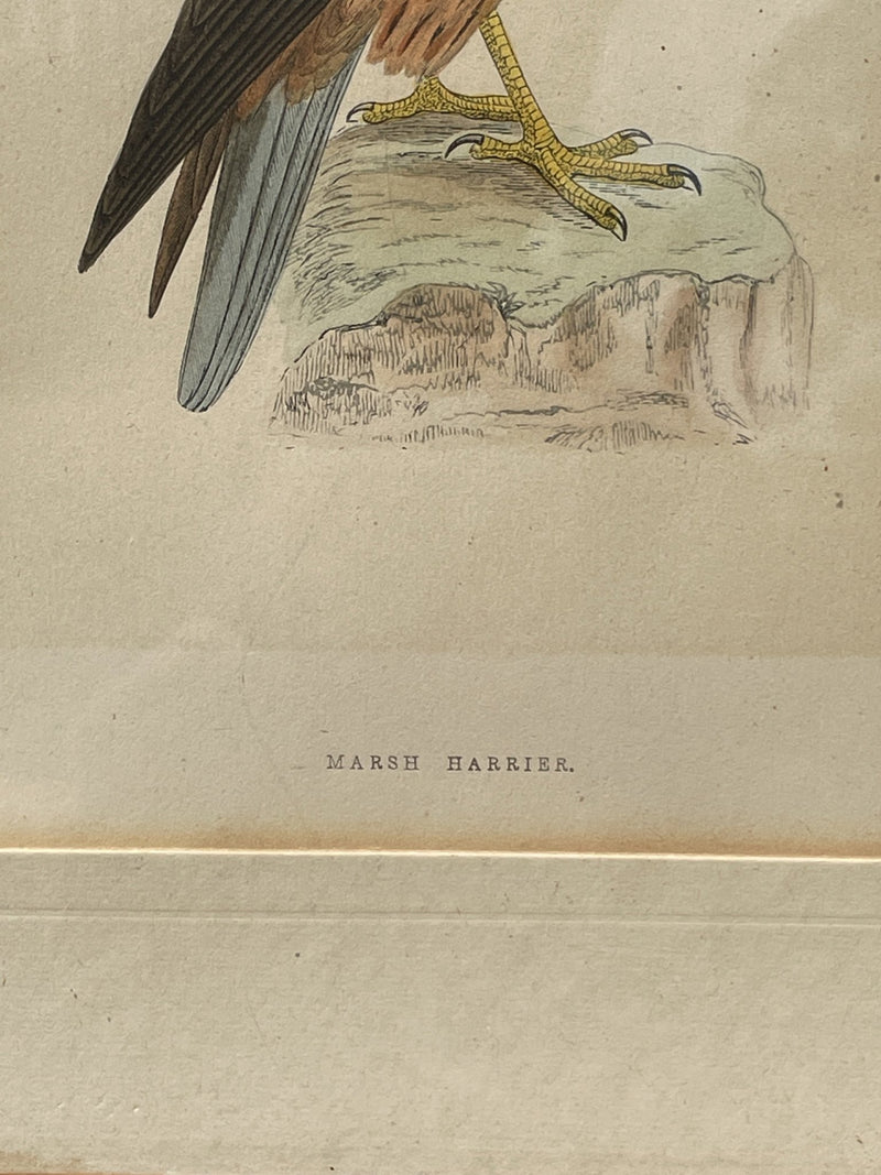Vintage Oak Framed Print of a Harrier BirdVintage FrogVintage Item